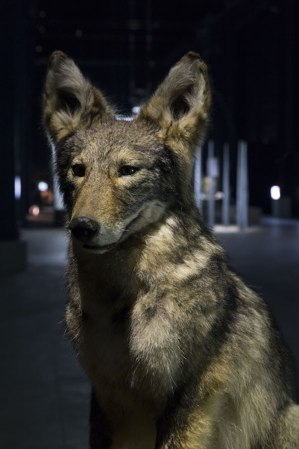 A taxidermied wolf